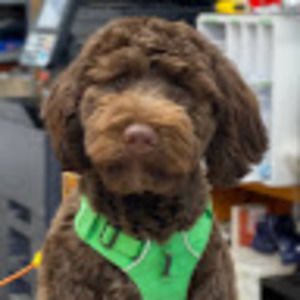 Meet your Posher, Allison